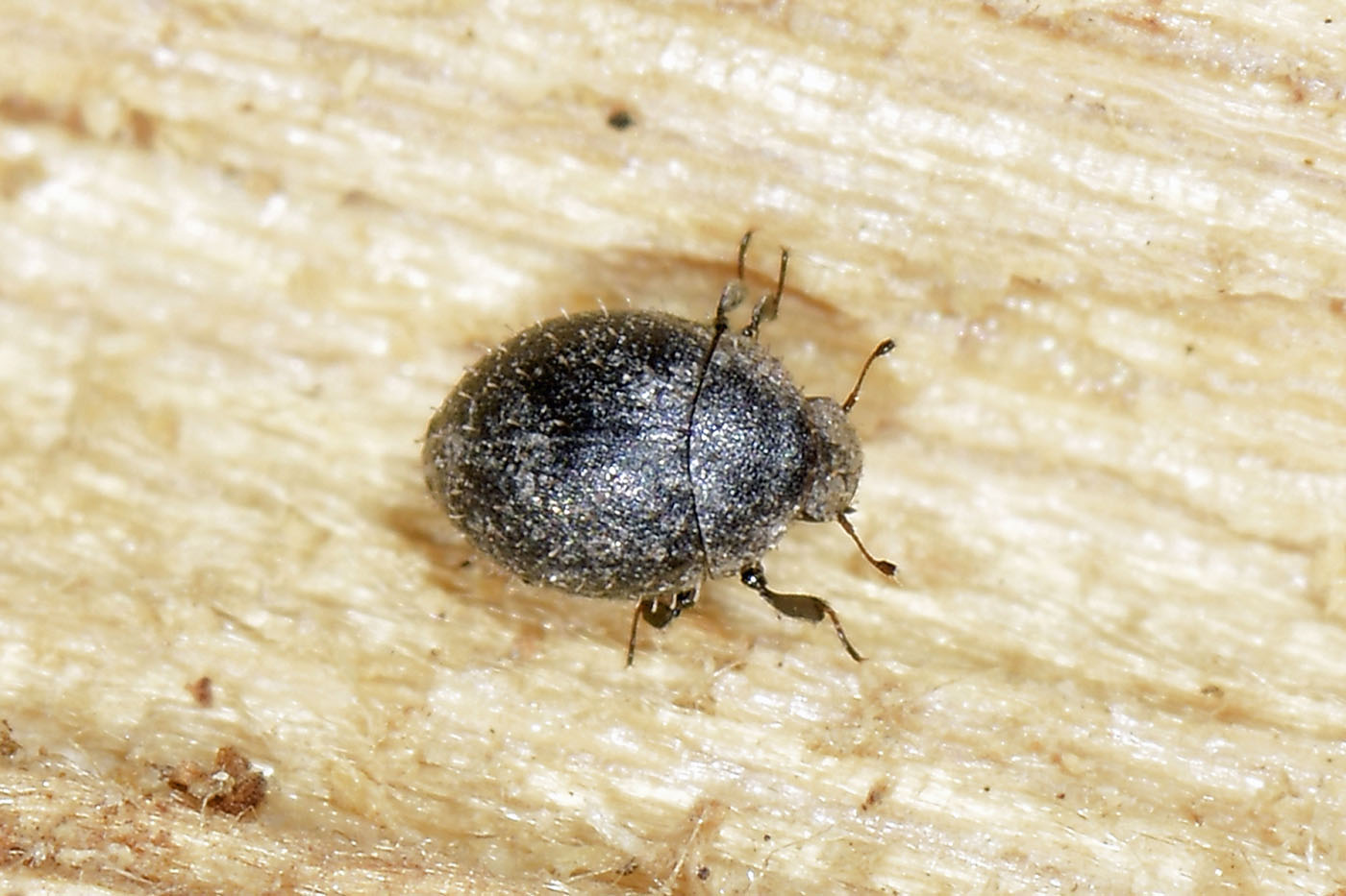 Byrrhidae: Chaetophora sp? S, C. spinosa